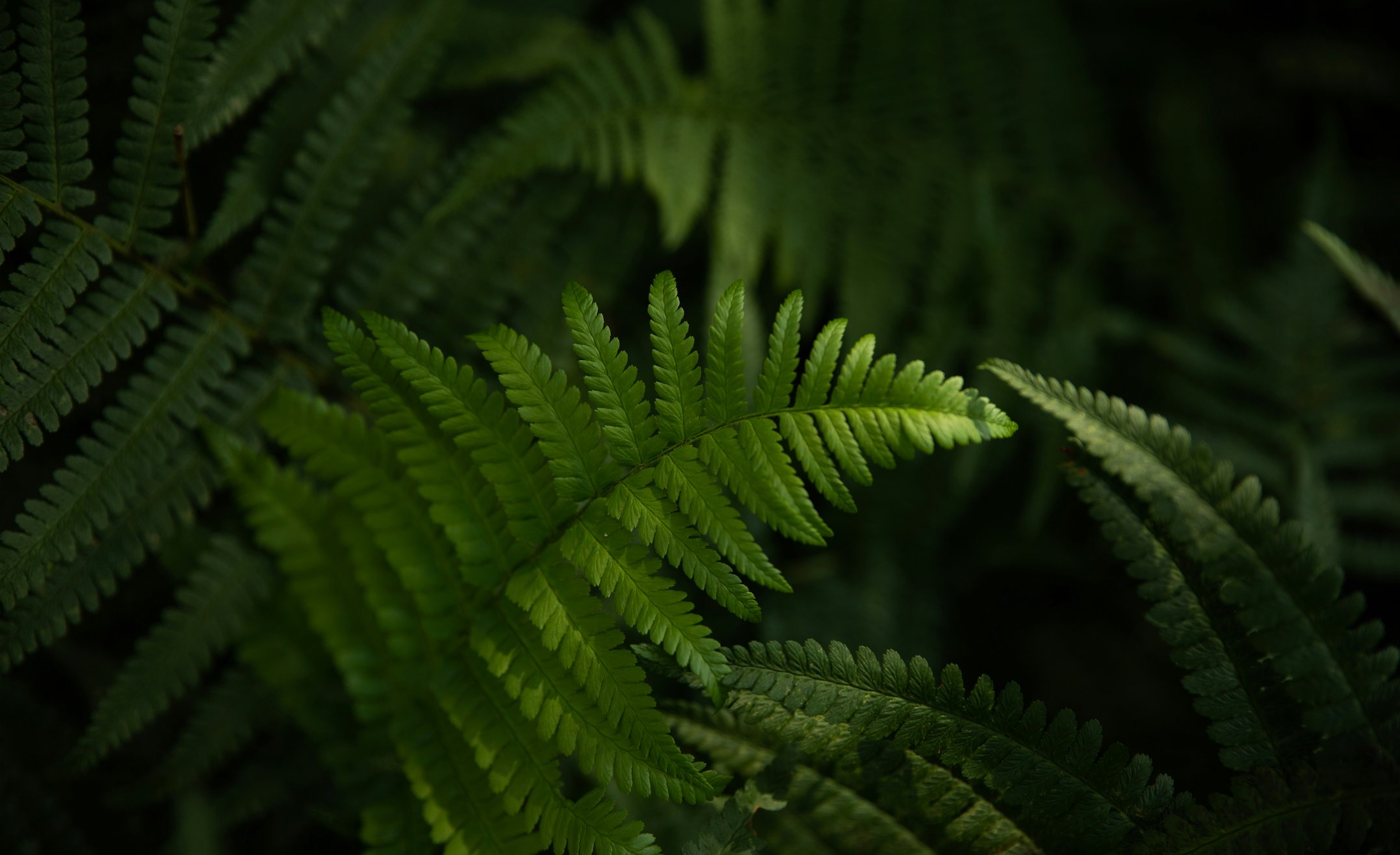 Close-up of green fern leaves with a dark background